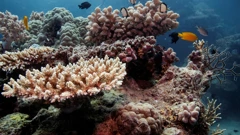 98 posto Velikog koraljnog grebena zahvaćeno izbjeljivanjem