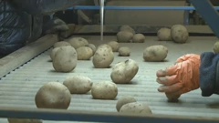 Krumpir u skladištima