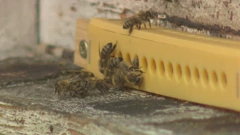 Pčelinjak, Foto: Regionalni dnevnik/HRT