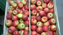 Sumnjive jabuke u trgovinama