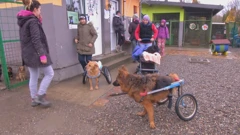 Azil za napuštene pse u Nemetinu