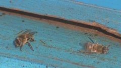 Pomor pčela, Foto: HTV/HRT