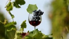 Ilustracija - grožđe i vino
