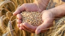 Sporazum o izvozu ukrajinskog žita produljen za dva mjeseca