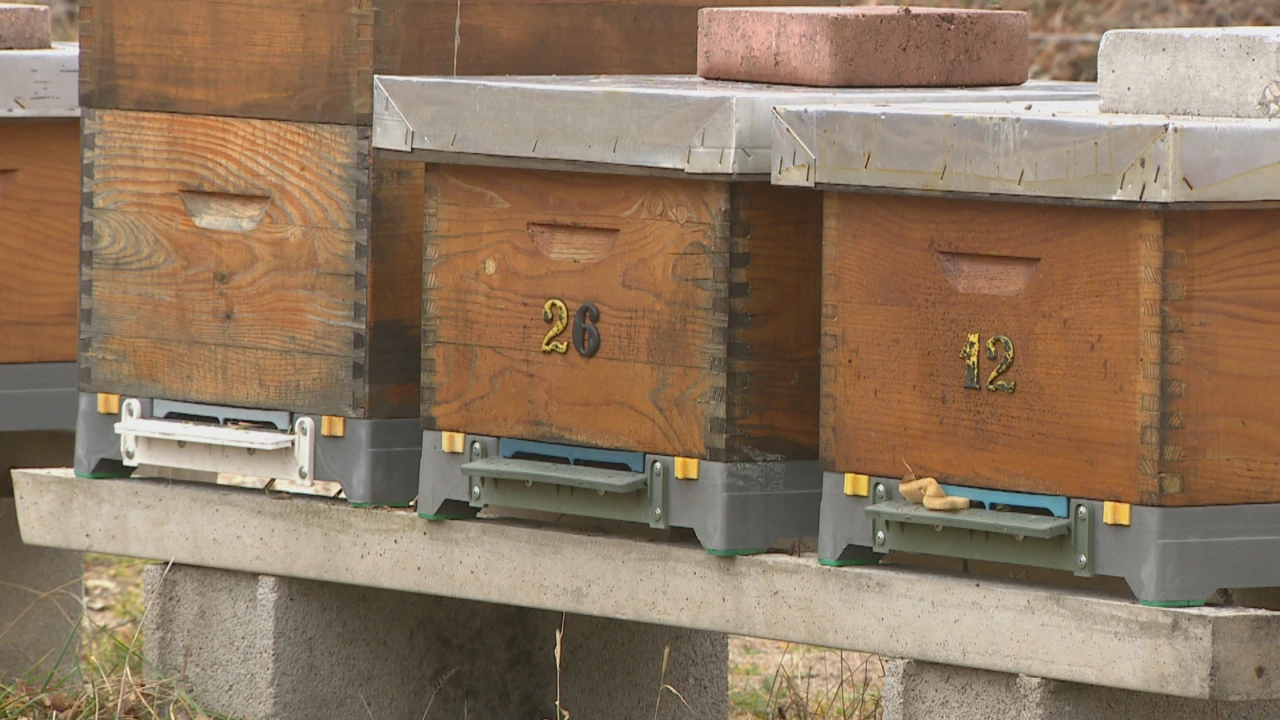 Pčelari, Foto: Regionalni dnevnik/HRT