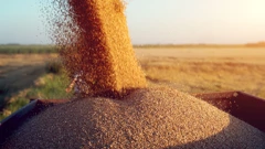 Izvoz pšenice
