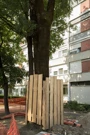 Zaštita stabla od radova, Foto: HEP Toplinarstvo/HEP