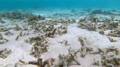 Od 2009. nestalo je 14% koraljnih grebena u svijetu