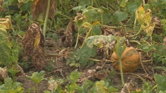 Suša uništava poljoprivredu na sjeveru Hrvatske