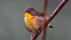 U Kopačkom ritu prebrojano više od 35.000 ptica i 81 vrsta
