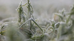 Mraz nanio veliku štetu dijelu vinograda središnje Hrvatske