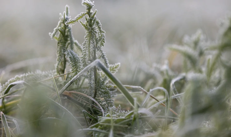 Mraz nanio veliku štetu dijelu vinograda središnje Hrvatske