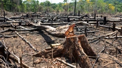 Krčenje šuma u Amazoni poraslo za 22%