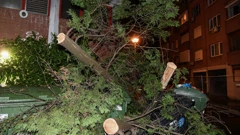 Zagreb: Jak vjetar srušio stablo u Savskoj
