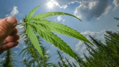 Najveća plantaža marihuane na području Zadarske županije