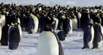 Pingvini na Antarktici 