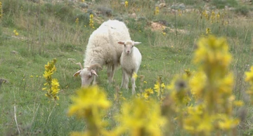 Ovce na Pagu