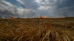 Polja žita u Ukrajini