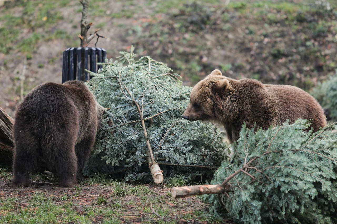Podjela božićnih drvaca životinjama u zagrebačkom zoološkom vrtu , Foto: Tomislav Miletic /HRT