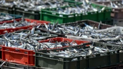 Ribari i znanstvenici nezadovoljni europskim planom za Jadran