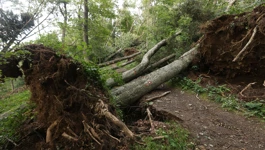 Oštećena stabla u nevremenu