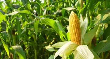 Porasla proizvodnja kukuruza