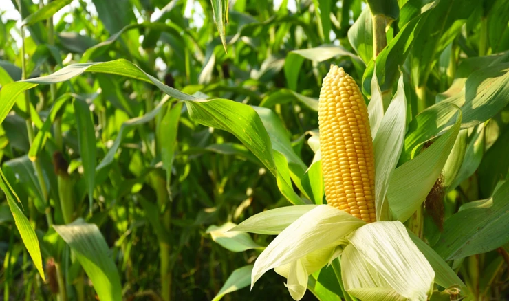 Porasla proizvodnja kukuruza