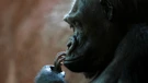 Gorila Fatou u berlinskom ZOO-u, najstarija na svijetu, navršila 67 godina