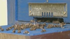 Pomor pčela, Foto: HTV/HRT