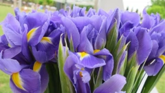 Dan plavog irisa, ilustracija