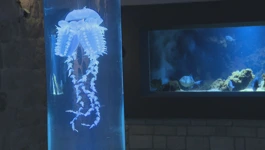 Novoobnovljeni dubrovački akvarij