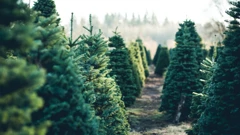 U Koprivničko - križevačkoj županiji proizvode se domaća božićna drvca