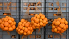 Slabiji urod mandarina
