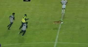 Pas utrčao na teren tijekom utakmice meksičke lige
