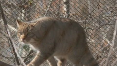 Divlji mačak iz Njemačke u zagrebačkom Zoološkom vrtu  