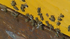 Nagle promjene temperatura napravile štetu pčelarima