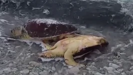 Dugi otok: Uginule glavate želve