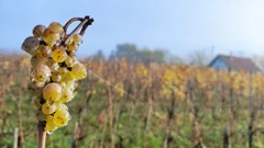 Vinogradarstvo i klimatske promjene