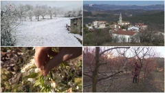 Velike hladnoće prošloga travnja nanijele su goleme štete poljoprivrednicima