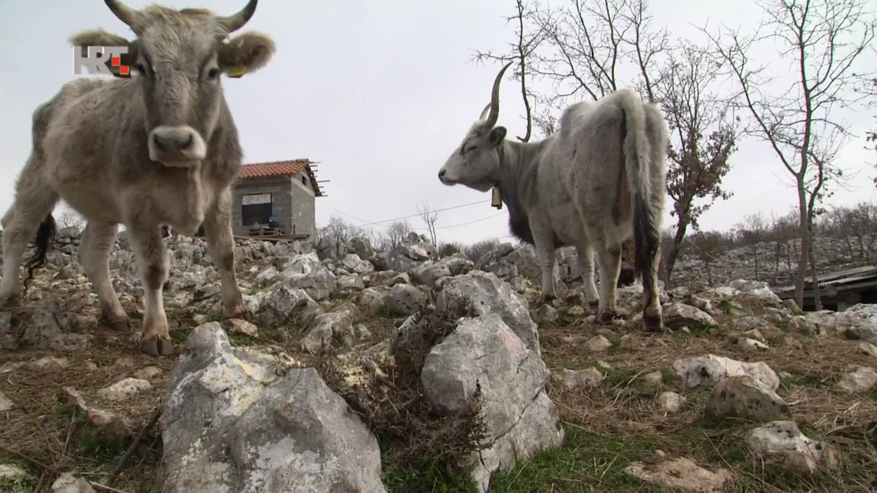 Život pastira, Foto: Regionalni dnevnik/HRT