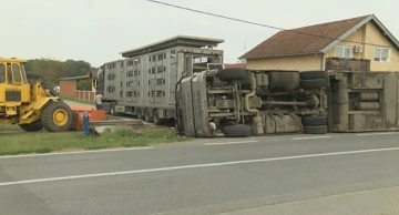 U Podravskoj Moslavini prevrnuo se kamion koji je prevozio oko 150 svinja