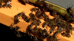 Pčele