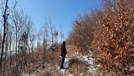 Uništena šuma na Adolfovcu