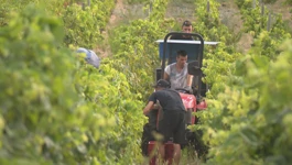 Berba grožđa u vinogradima na Krku