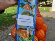 Iz Dubrovnika u Vukovar stiglo 10 tona mandarina, Foto: VSŽ/-