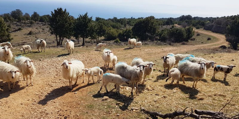 Mlijeko creskih ovaca i koza uskoro će u siranu (Foto: Iva Pavletić Crnić / HRT - Radio Rijeka)