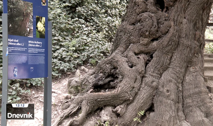 Murva iz Skradina stara 400 godina natječe se za Stablo godine