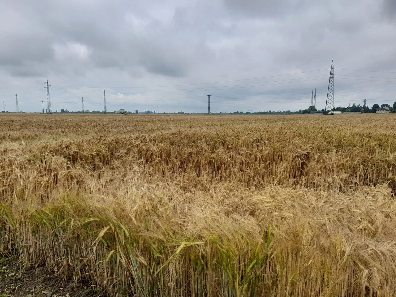 Dan polja strnih žitarica, Foto: M.Milas/Radio Osijek