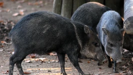 Divlja svinja u Zagrebu