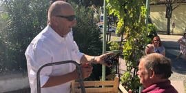 Gradonačelnik Piškulić prvi je ubrao grožđe stare trte (Foto: Vladimir Jurić / HRT - Radio Rijeka), Foto: -/-